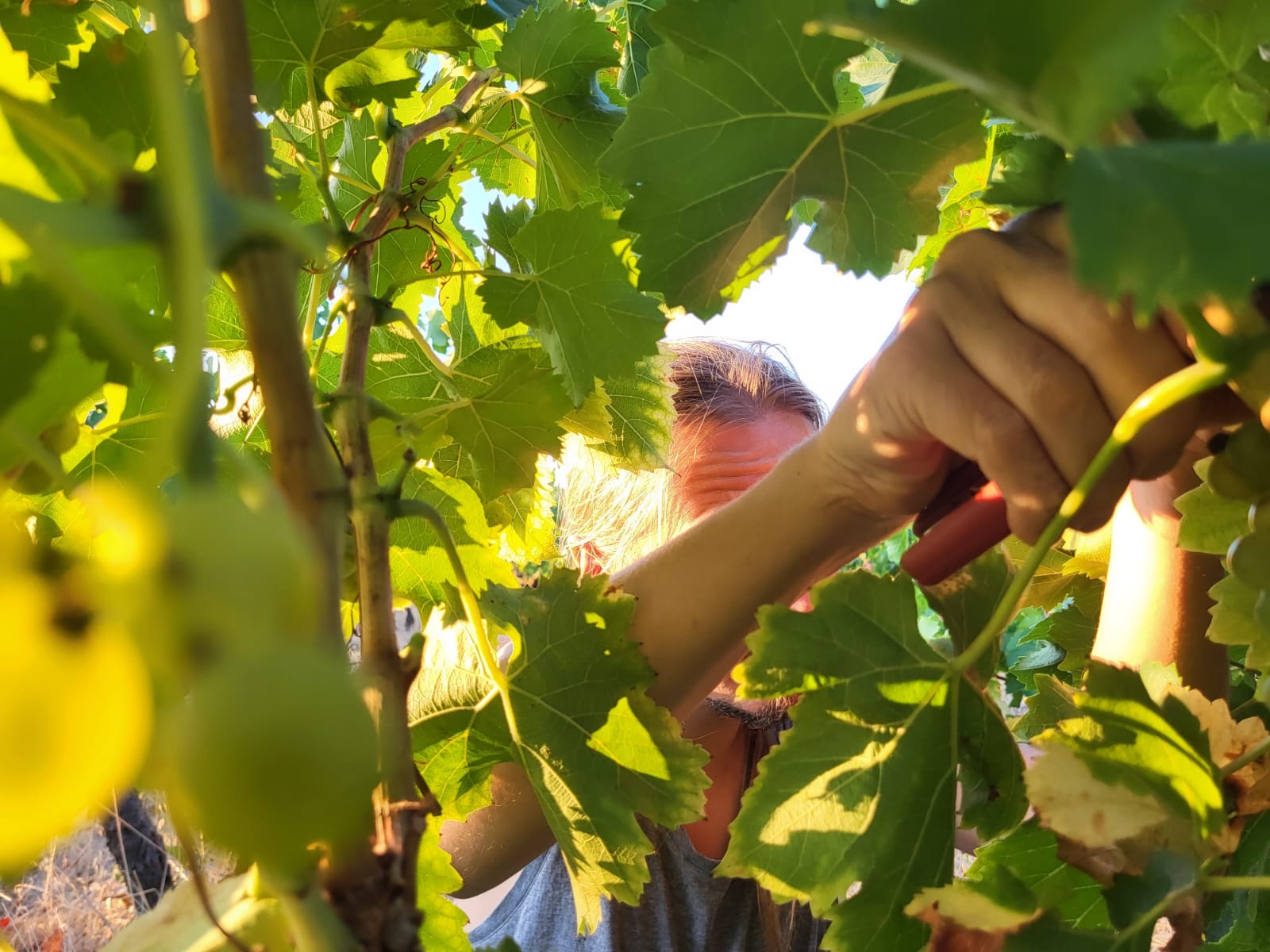 L Circulade Vigneronne Terrasses du Larzaca